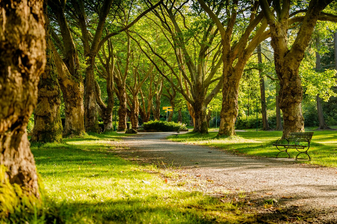 Peaceful tree-lined walking path in a park
